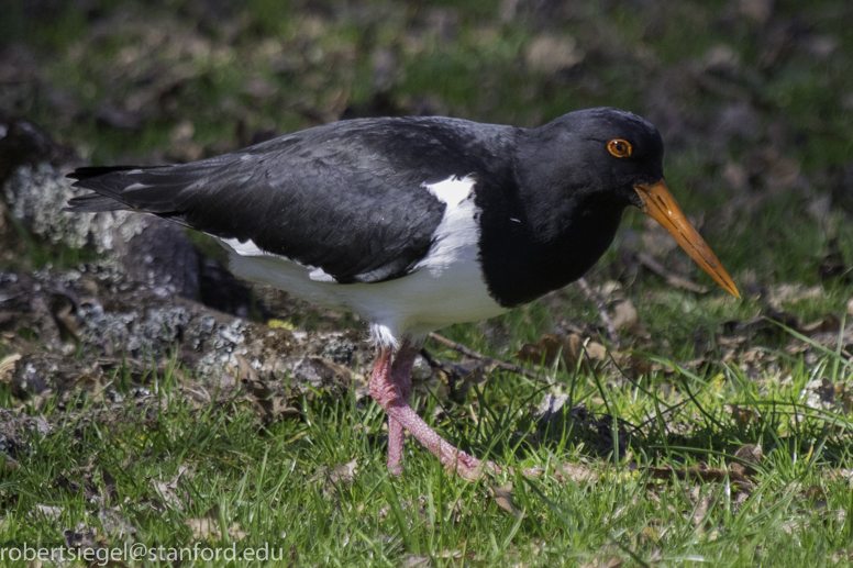 oyster catcher